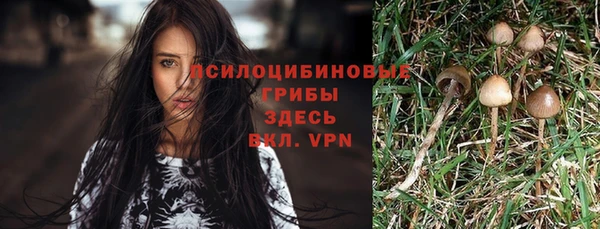сатива Бородино